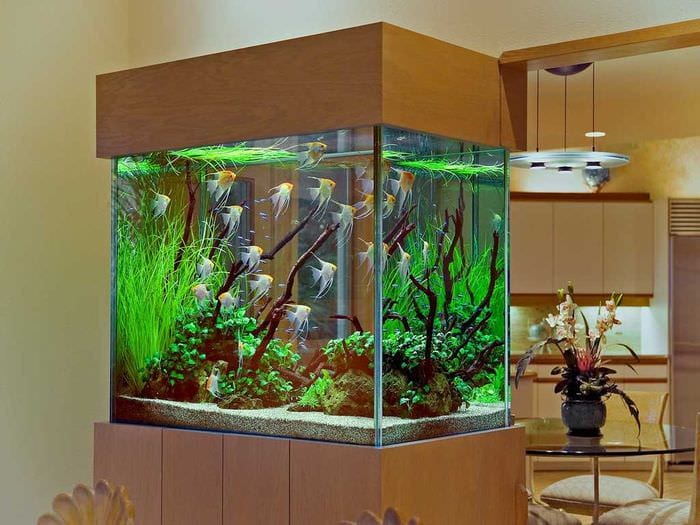 myšlienka krásnej dekorácie pre domáce akvárium