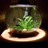 myšlienka vytvoriť krásnu fotografiu akvária