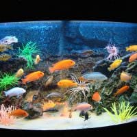 možnosť krásnej dekorácie fotografie domáceho akvária