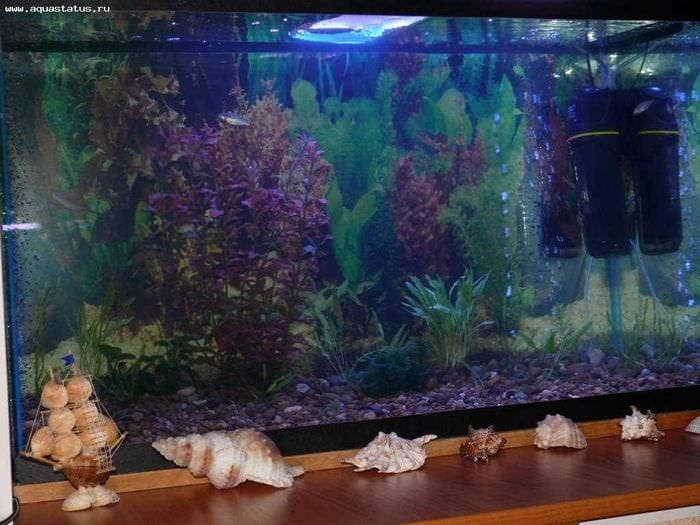 možnosť krásnej dekorácie domáceho akvária