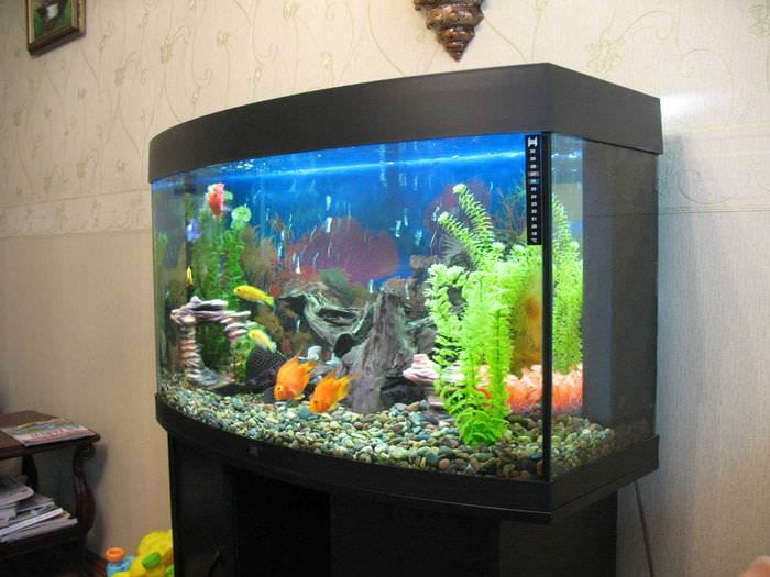 myšlienka krásnej dekorácie domáceho akvária