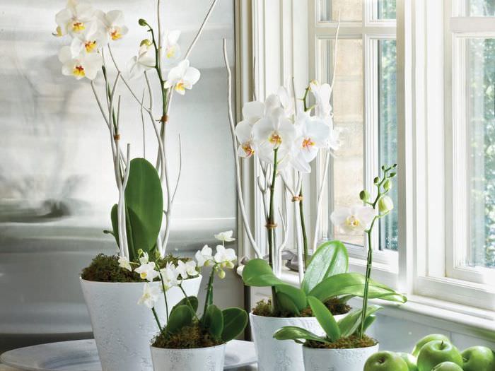 Vita orkidéer på fönsterbrädan i lägenheten