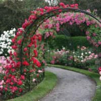 Oblúk s ružami nad záhradným chodníkom