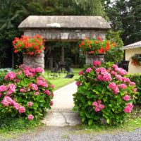 Růžové hortenzie po stranách zahradní cesty