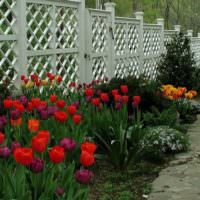 Záhon s tulipány podél dřevěného plotu