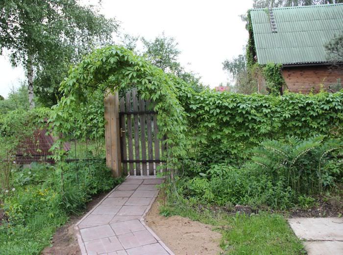 Φτιάχνοντας μια πύλη κήπου με παρθένα σταφύλια