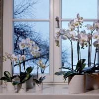 Okenný parapet v súkromnom dome s izbovými rastlinami