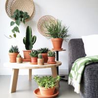 Sbírka kaktusů v interiéru místnosti