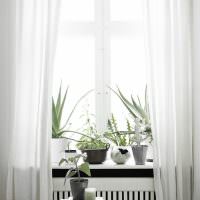 Zimmerpflanzen auf einer weißen Fensterbank