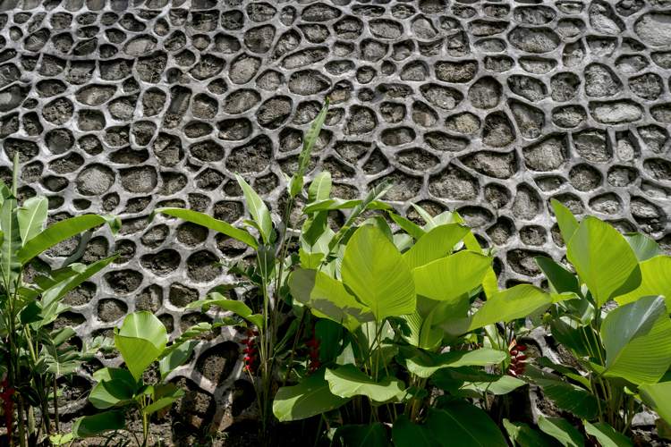indfødte planter indonesien foran stenmur