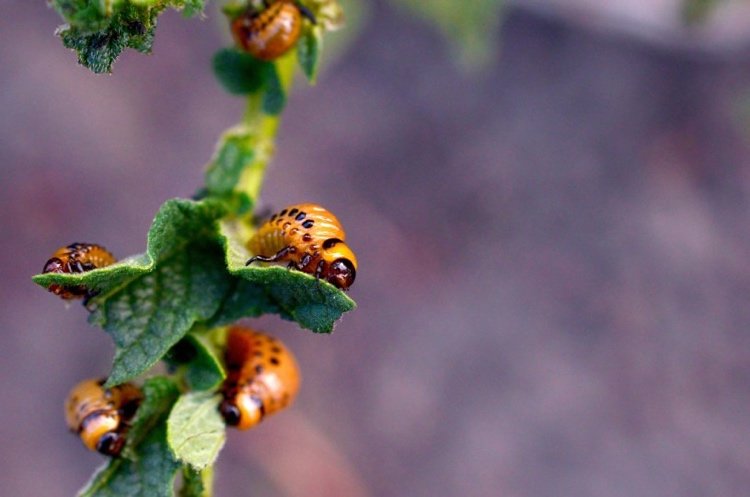 Colorado billelarver genkender og kæmper med biomidler