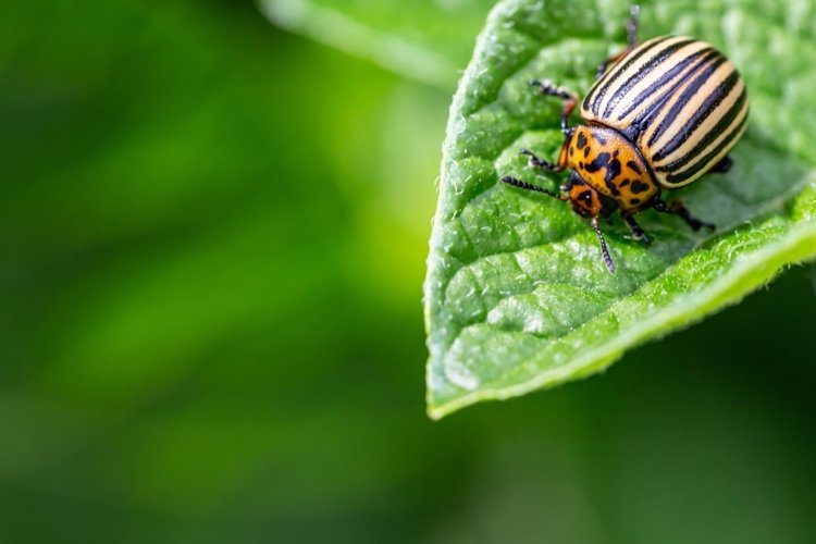Bekæmp Colorado -bille Naturligt Tips til, hvordan du kan få øje på skadedyr