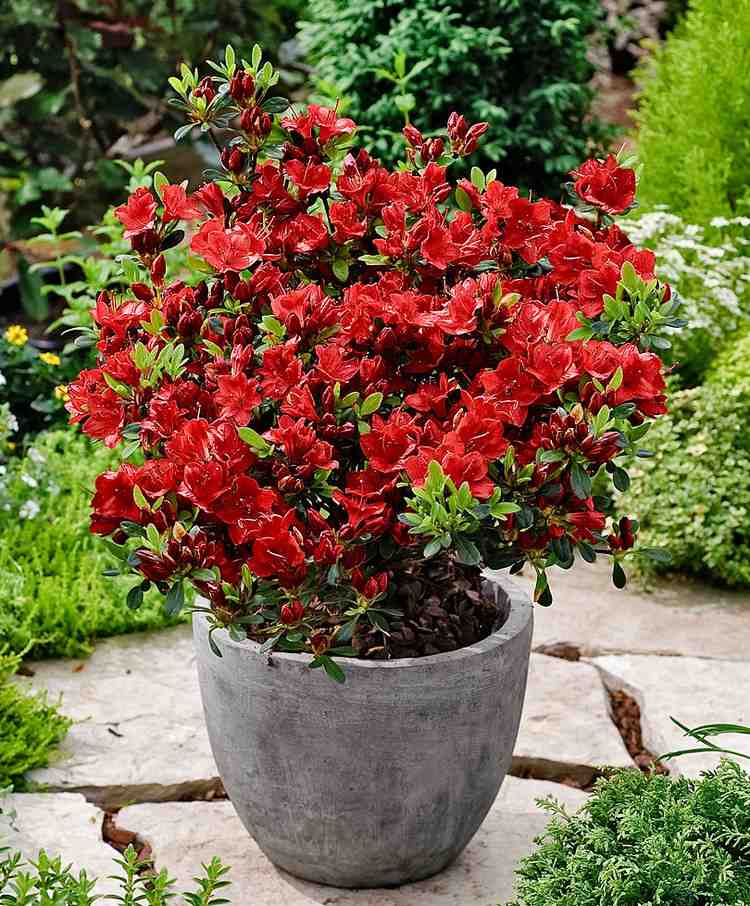 Azalea i en krukkeplante til den japanske have