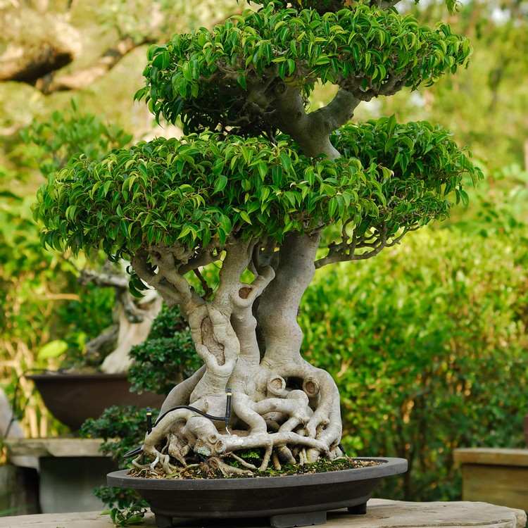 planter til japansk have bonsai træ lille