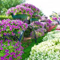 Vertikálne záhradníčenie záhrady pomocou kvetináčov
