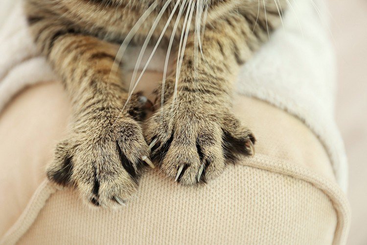 kat kat poter med klør fare møbler