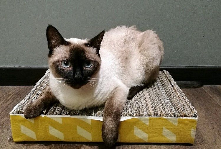 let at ridse møbler kat til at bygge dig selv karton bølgepap