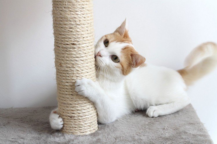 hvorfor er ridsende møbler vigtigt for katte