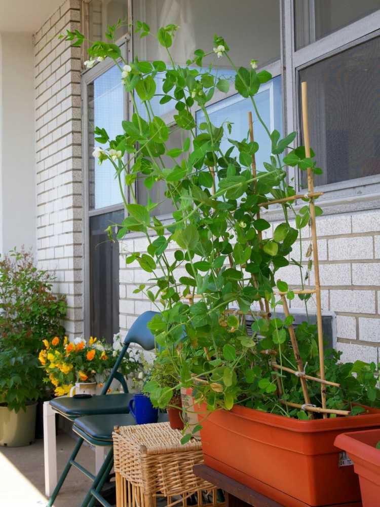 oprette køkkenhave ært-altan-planter-espalier