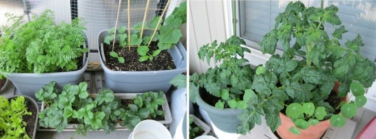Vegetabilsk havearbejde tomat-zucchini-gulerod-altan-idé