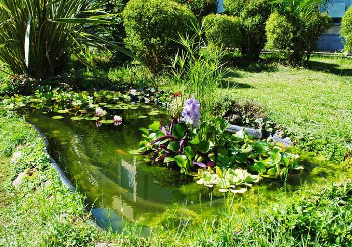 Malé záhradné jazierko s vodnými rastlinami