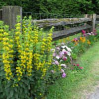 Žlté kvety pozdĺž dreveného plotu