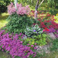 Hosta v strede alpského toboganu