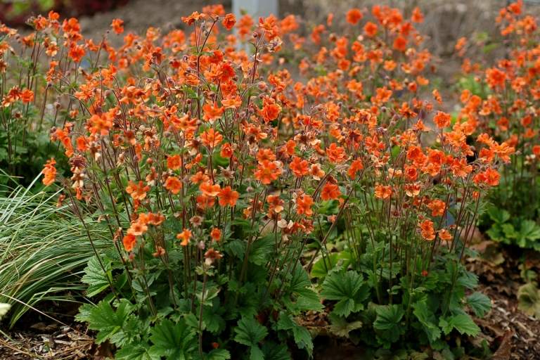 Nellikerod (Geum) farver bedet orange og vokser lavt