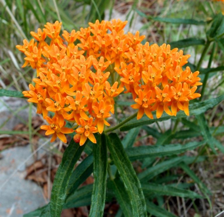 Den smukke knoldmælke (Asclepias tuberosa ssp. Interior) kan lide solen og er giftig