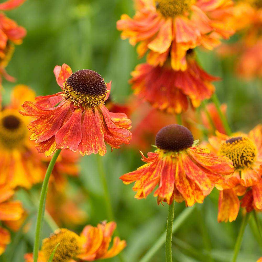 Have solbride (Helenium) i orange og gul til en englignende seng