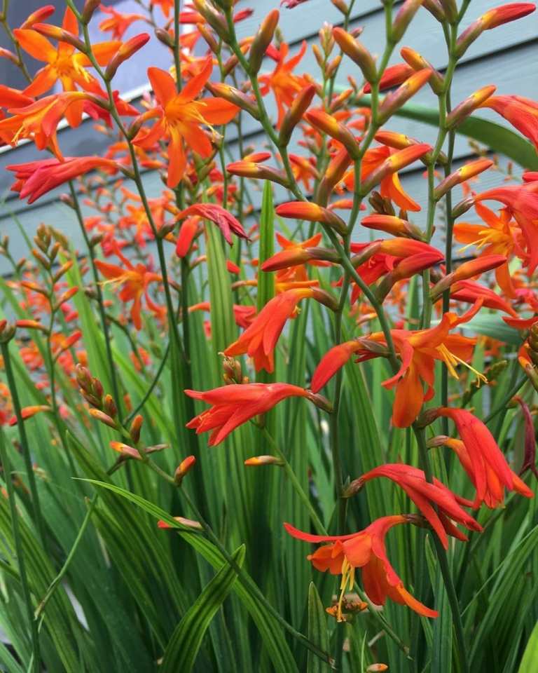 Kæmpen montbretia (Crocosmia paniculata) har interessante orange-røde blomster