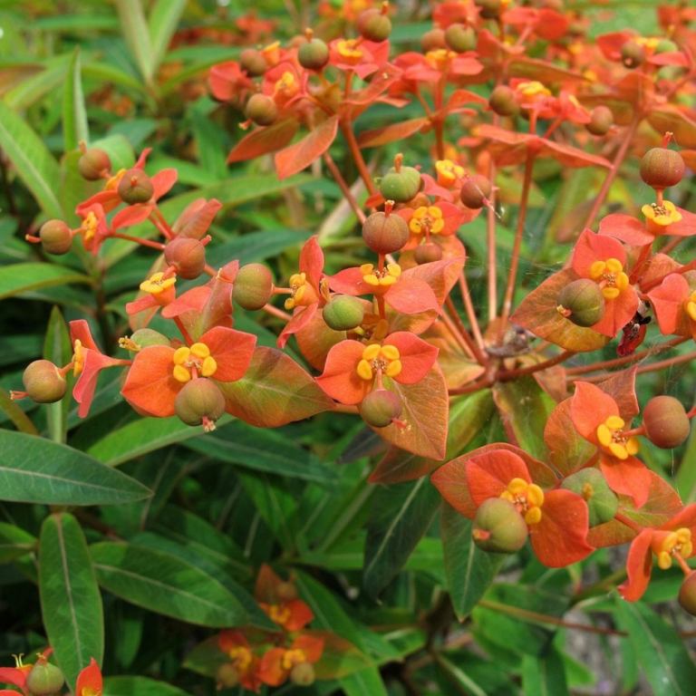 Plant orange blomstrende stauder med Himalaya Spurge (Euphorbia griffithii) i haven