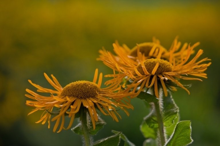 Orientalsk elefant (Inula orientalis) kommer i gul og orange