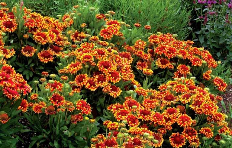 Kokadeblomst (Gaillardia x grandiflora) i rødt, gult og orange som blikfang omkring blomsterbedet