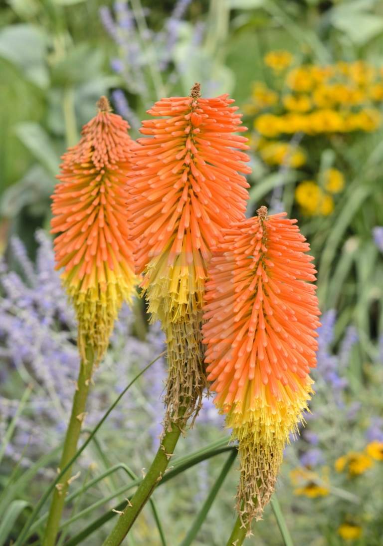 Orange blomstrende stauder som lommelygte (Kniphofia uvaria) gør haven sommerlig