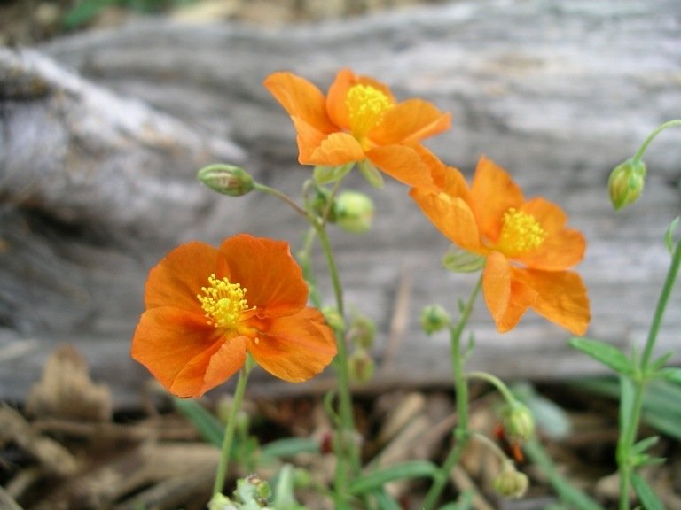 Solrosen 'bronzetæppe' (Helianthemum) som et orange bunddække og til klippehaven