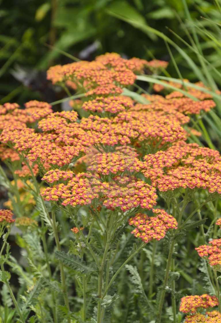 Højt guldskår (Achillea x filipendulina) i rødt, gult eller orange