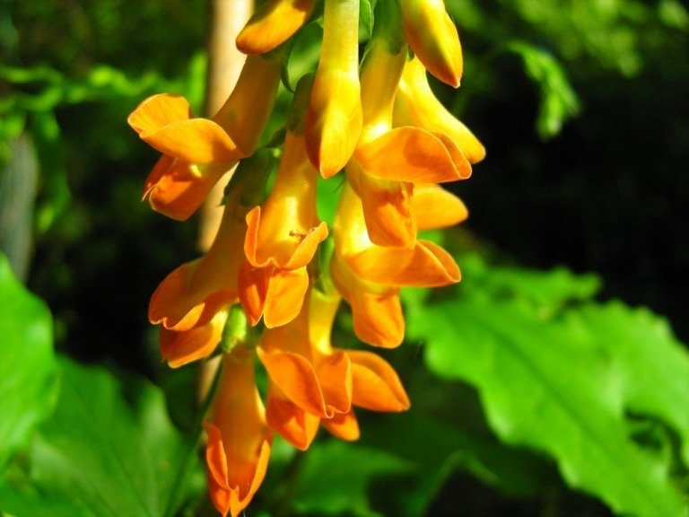 Den høje guldærte (Lathyrus aureus) er lysorange og gul