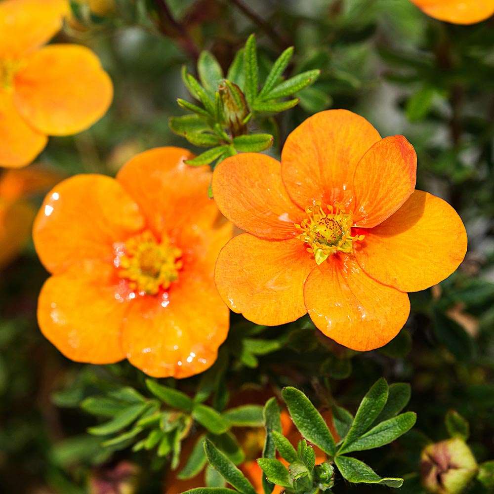 Orange cinquefoil (Potentilla) er lavtvoksende og velegnet som bunddække