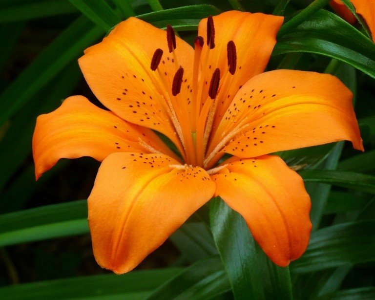 Den orange lilje (Lilium) blomstrer imponerende