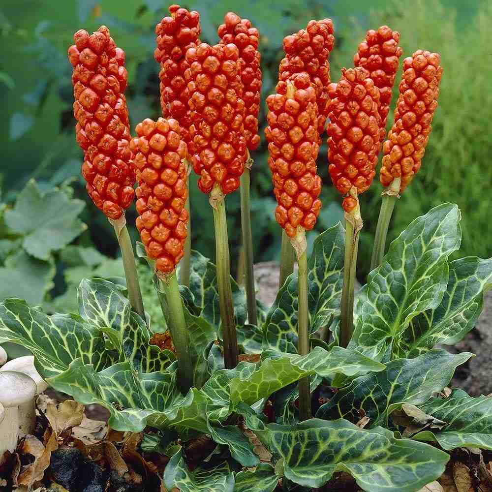 Italiensk arum (Arum italicum) med en original blomst og smukke blade