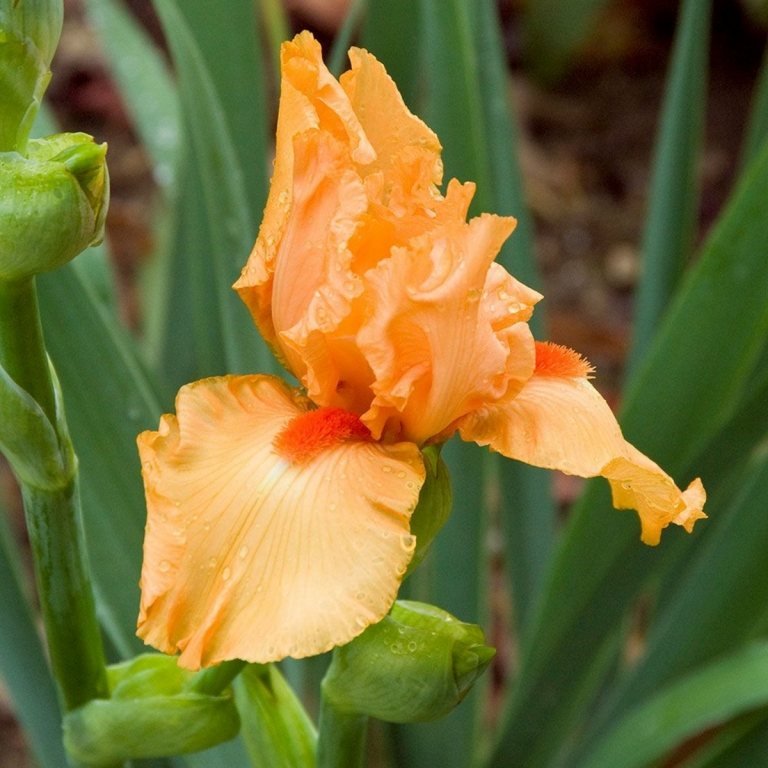 Den lysorange iris er en dyrket plante, der blomstrer sidst på foråret