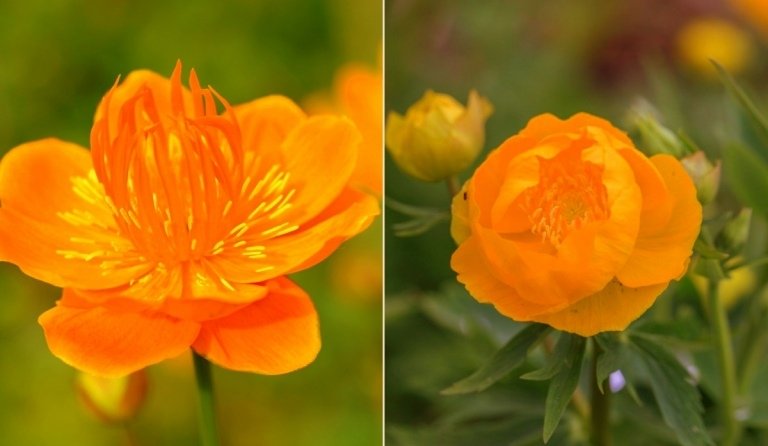 Der er to typer globusblomst (Trollius chinensis) med orange blomster - Orange Globe og Golden Queen