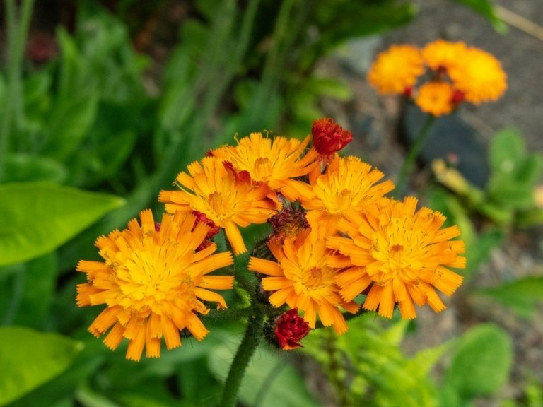 Hawkweed (Hieracium aurantiacum) blomstrer om sommeren og er et smukt bunddække