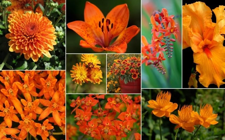 Orange blomstrende stauder til havedesign i varme farver