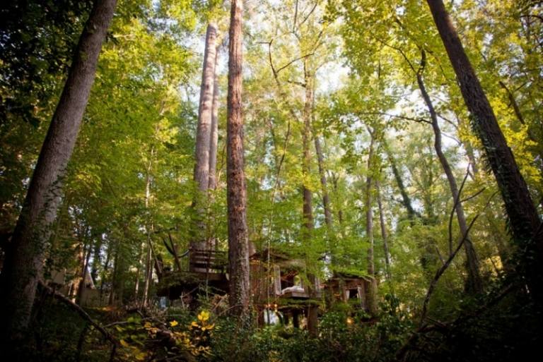 træhus-levende-skov-natur-hus-levende-levende-udkant-træer