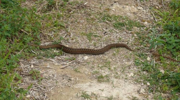 Hvordan kan du skræmme slanger væk fra haven?