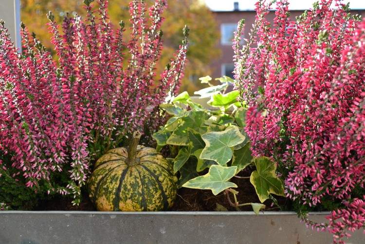 lyng-lyng-efterår-dekoration-pink-efeu-græskar