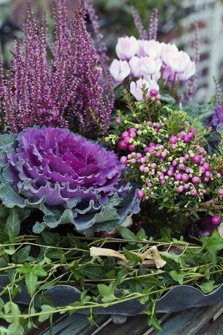 lyng-lyng-efterår-deco-arrangement-shamberry-kål-alpine violer