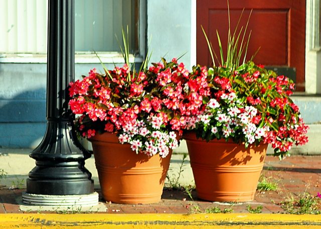 Gødning til haven udendørs område pryder blomster